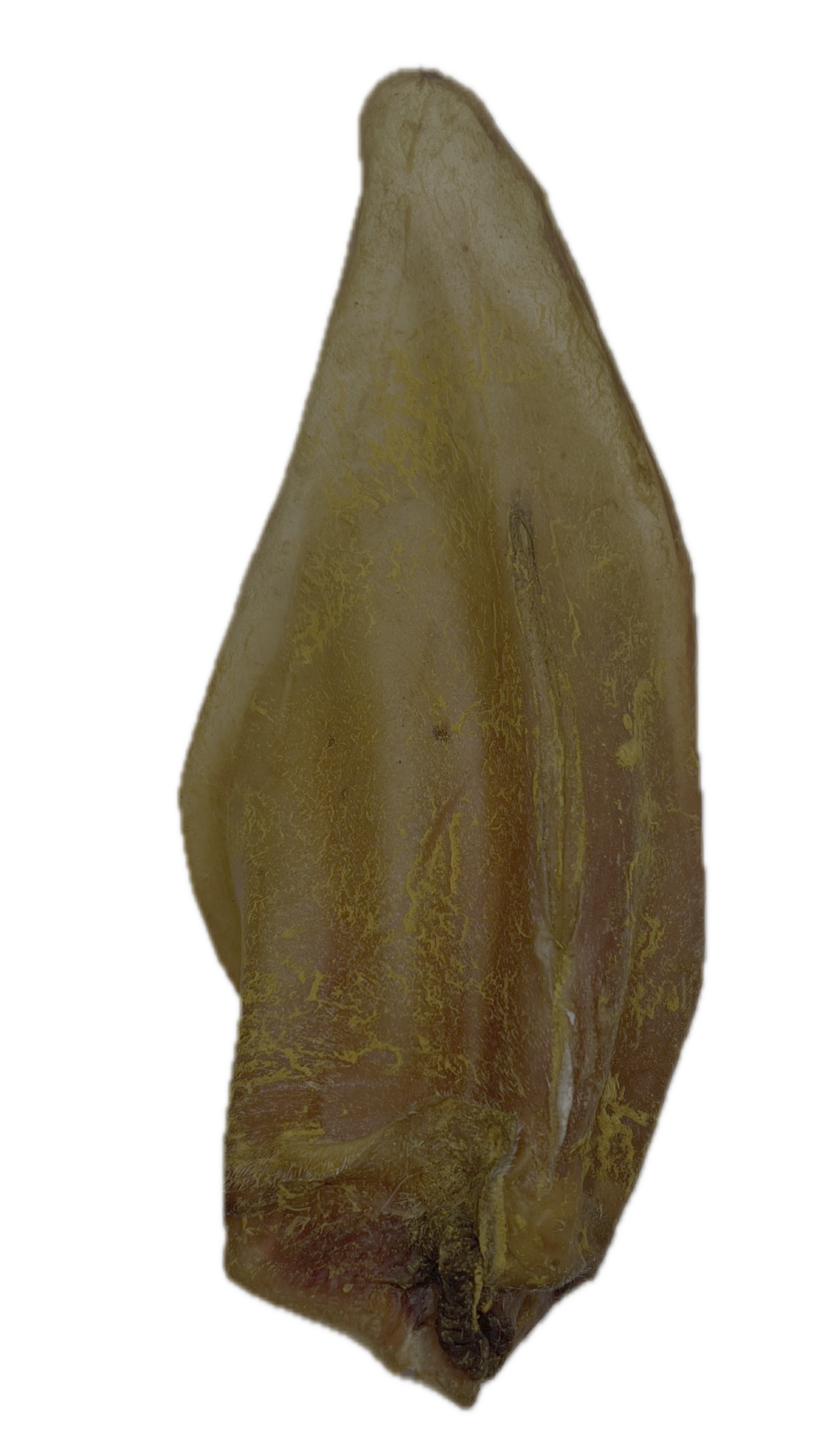 Bennu's Cara-Ears, teeth cleaners - dog treat - Image 3