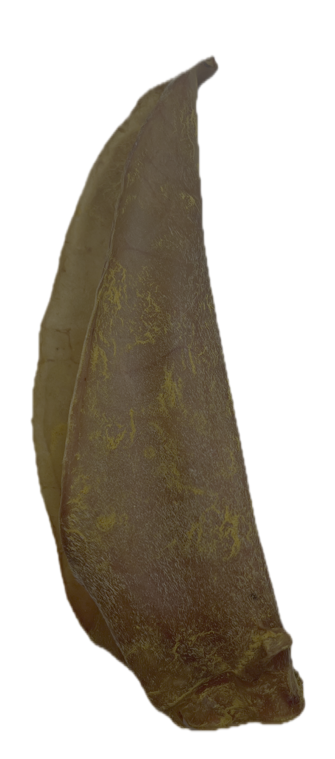 Bennu's Cara-Ears, teeth cleaners - dog treat - Image 4